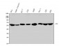 Anti-nmt55 p54nrb NONO Antibody Picoband™ (monoclonal, 11E2)
